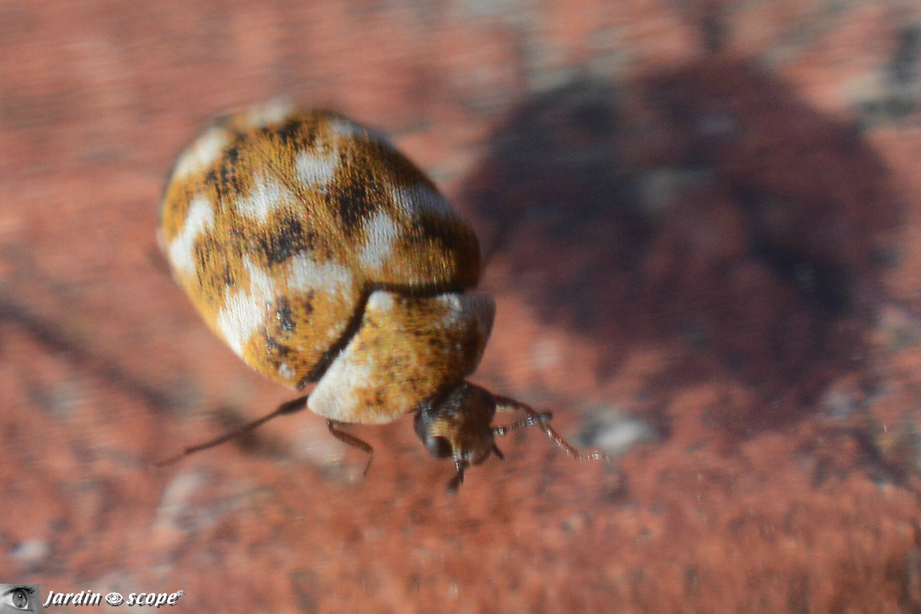 Une mini coccinelle qui n en est pas une Le JardinOscope