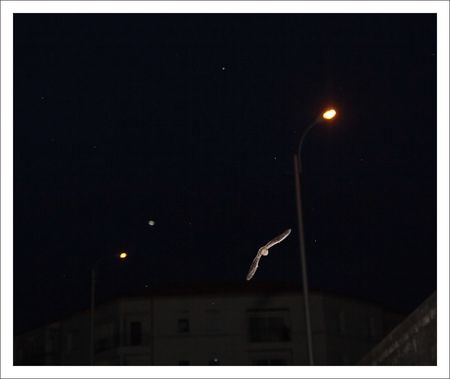 QM_chauve_souris_lampadaire_maisons_150311