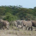 éléphants du kenya