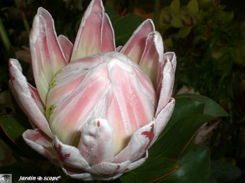 9038-Protea-rose