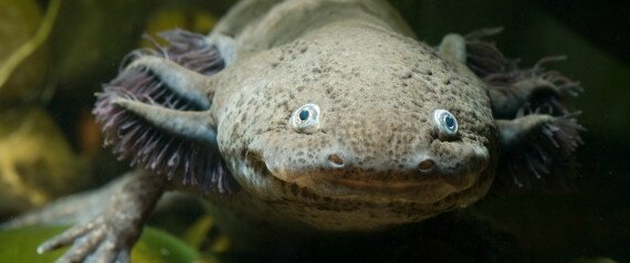 n-AXOLOTL-large570