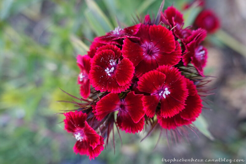 mi mai fleurs rouges