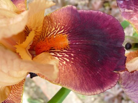 Iris