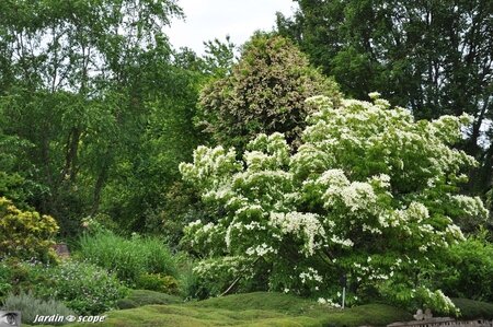 Jardin-François-0074