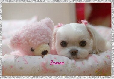 120595-Adorable-Maltese-Puppy-With-Pink-Teddy-Bear copie