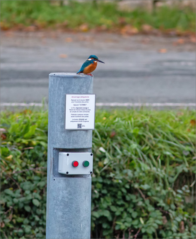 Oiseau MP poteau consignes écluse 061222 1