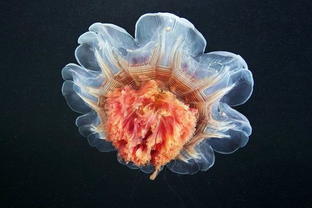 meduse