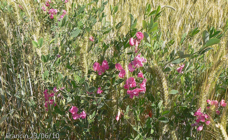 lathyrus tuberosus