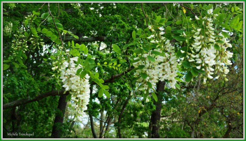 Fleurs d'Acacia 060515