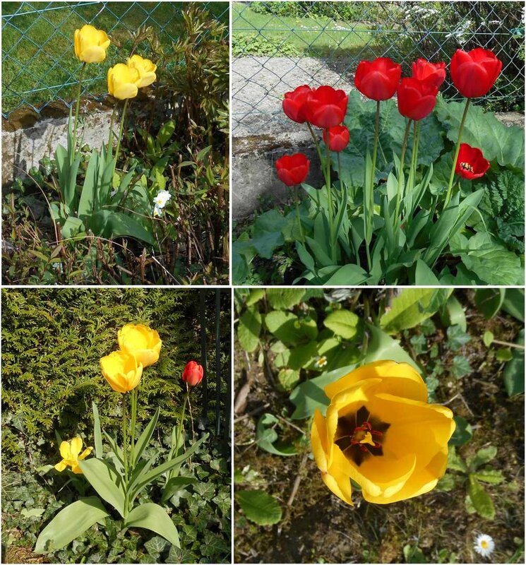 tulipes