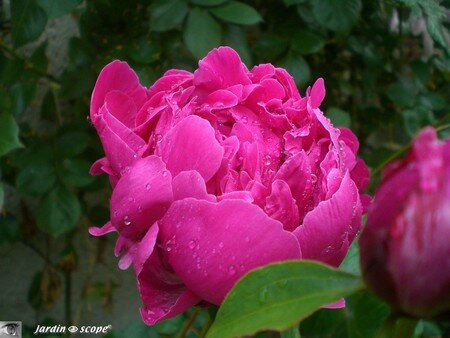 Pivoine_Karl_Rosenfield