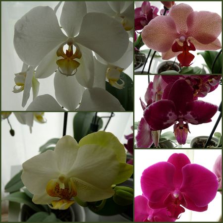 2013-06-10 - montage orchidées