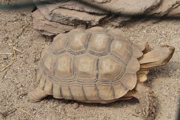 53-tortue sillonnée du désert