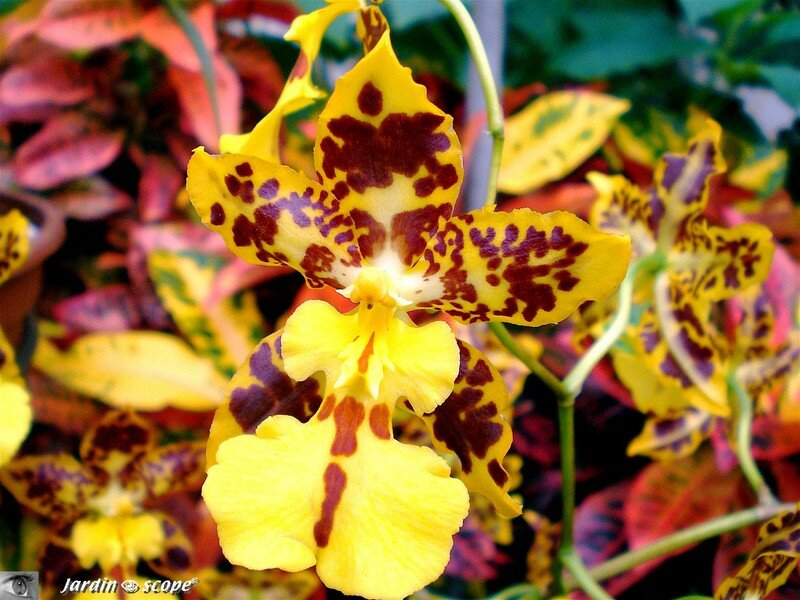 oncidium tigré: attention les yeux !