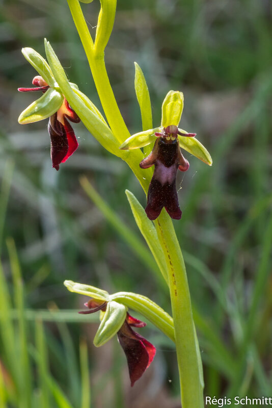 Ophrys insectifera 2021 05 04b3