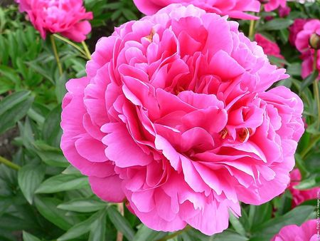 fleurs_fond_ecran_pivoine_45
