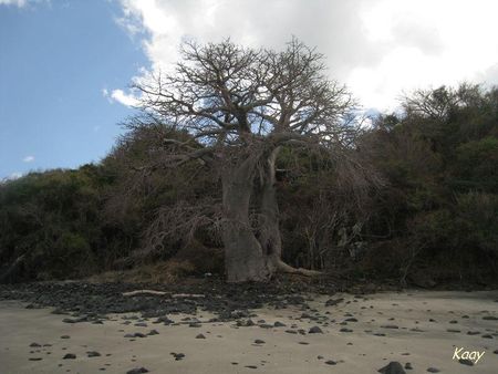 le_baobab