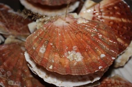coquilles_saint_jacques_virandeville_france_1303485463_1280130