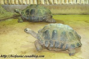 TORTUES DES SEYCHELLES 02