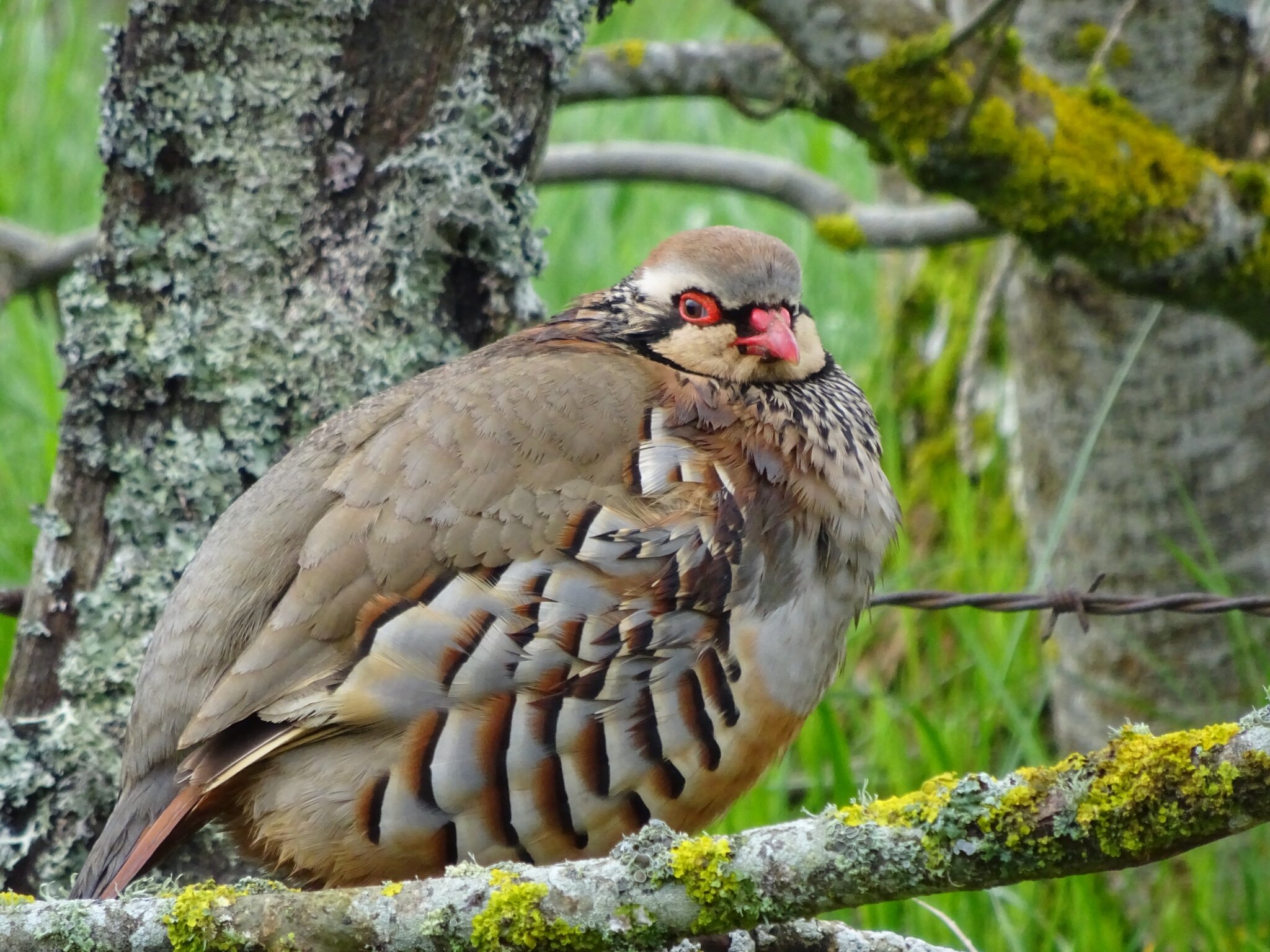 Poule faisane au bord du chemin