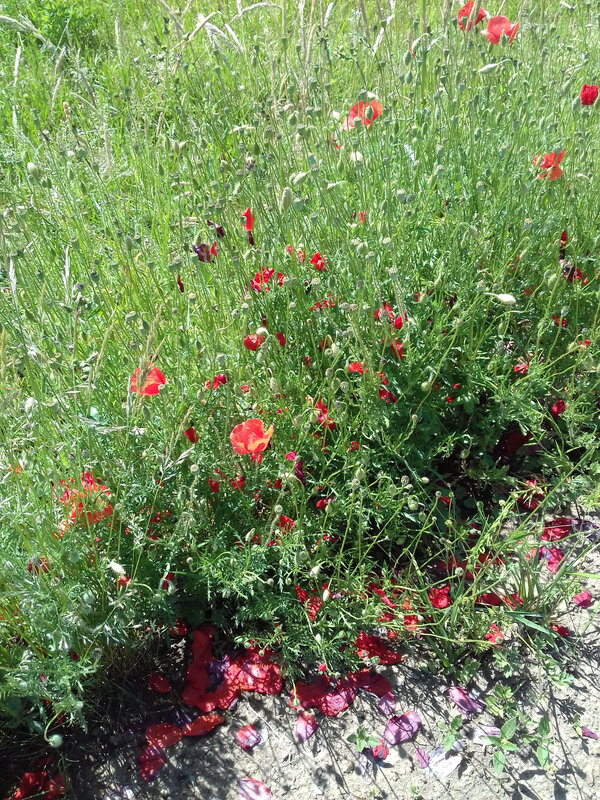 20180603_161536