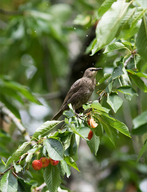 Cerisier oiseaux geai jeune 190620 32 ym