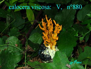 calocera_viscosa____n_880