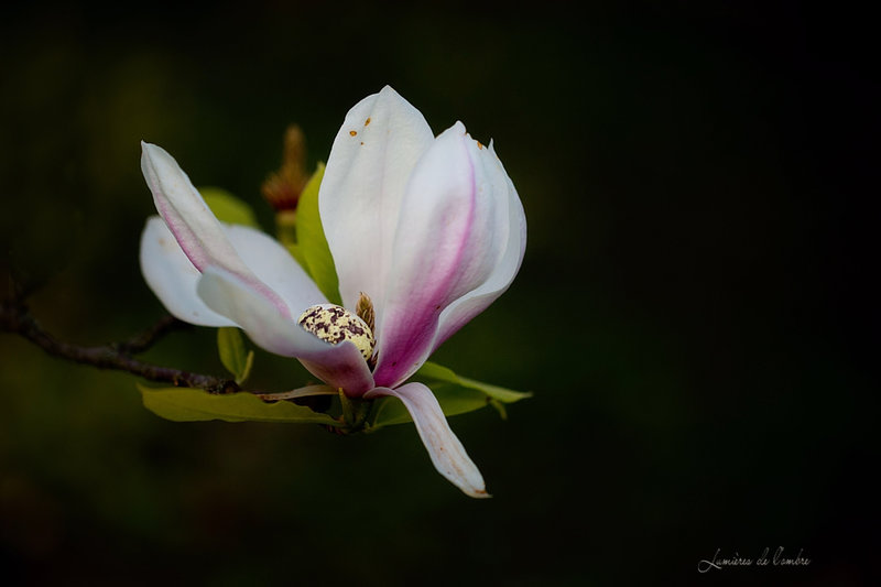 wb_Magnolia_20230409_2361