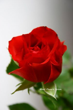 Rose_rouge_c_
