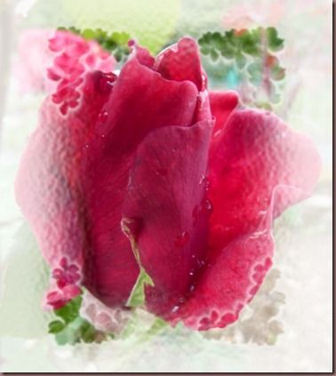rose cadre flou