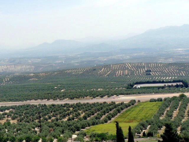 paysage oliviers