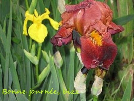 11 05 01 Iris marron rge -25%BPat