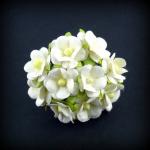 fleurs-de-verveine-blanc