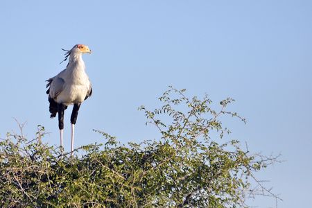 Serpentaire, parc d'Etosha, Namibie