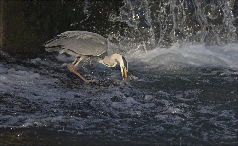 ville oiseau héron pêche 100419 ym 3