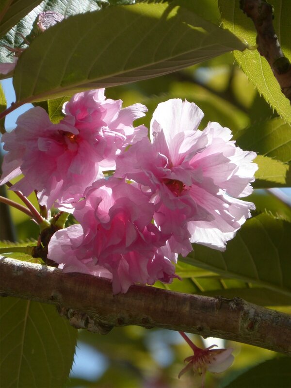 fleurs de TREMAOUEZAN