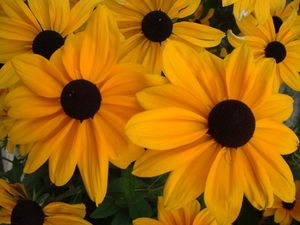 DSCF0511