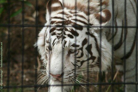 zoo_maubeuge_tigre