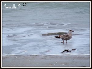 mouette