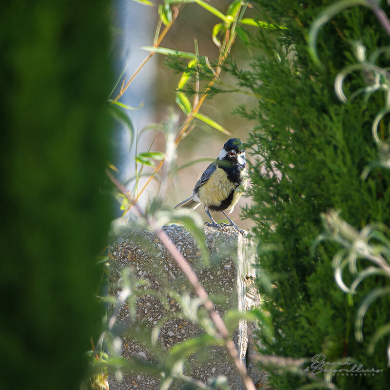 Mésange charbonnière en parade d'intimidation