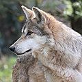 MEXIQUE et ETATS-UNIS - Le retour (progressif) des <b>Loups</b> mexicains (Canis lupus baileyi)