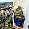 Bonjour Mon Beau <b>Cactus</b> !