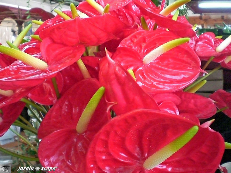 9047-Anthurium-andraeanum