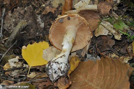 cortinarius-vibratilis