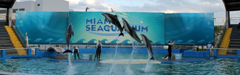 claracircus-seaquarium-miami7