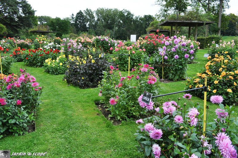 01-Jardin-de-Dahlias