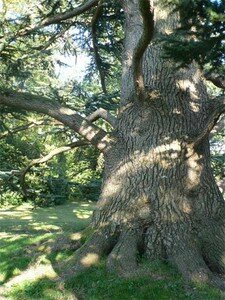 Chaumont_sur_Loireb