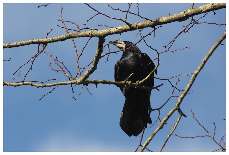 ville corbeau freux branche 5 260214