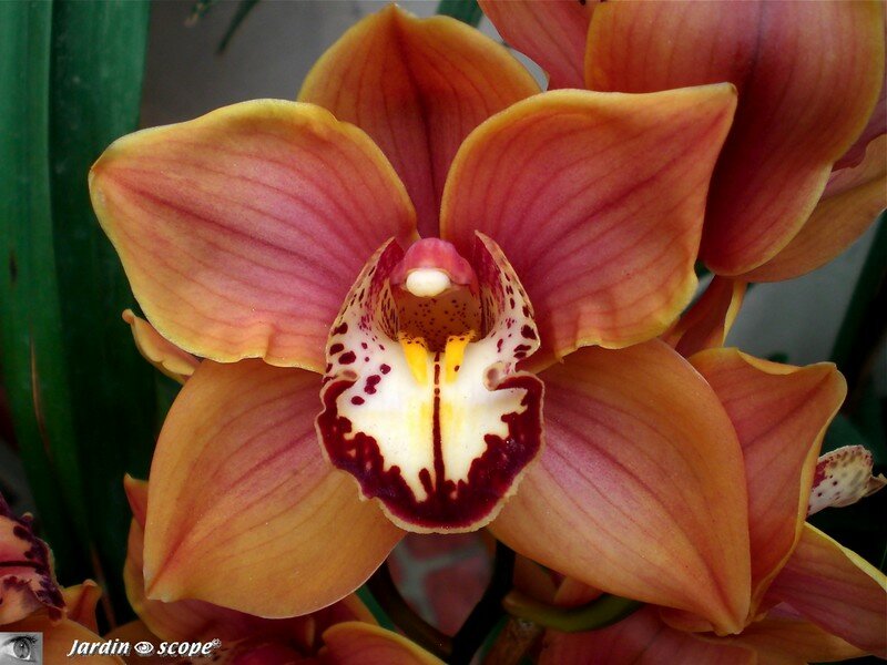 Expo d'Orchidées 2008 - Serre aux papillons du Parc Floral d'Orléans