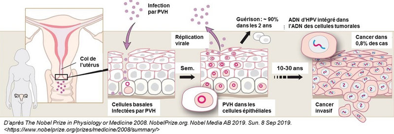 _yartiPapillomavirus05